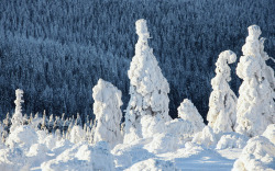 冬季雪花树林风景素材