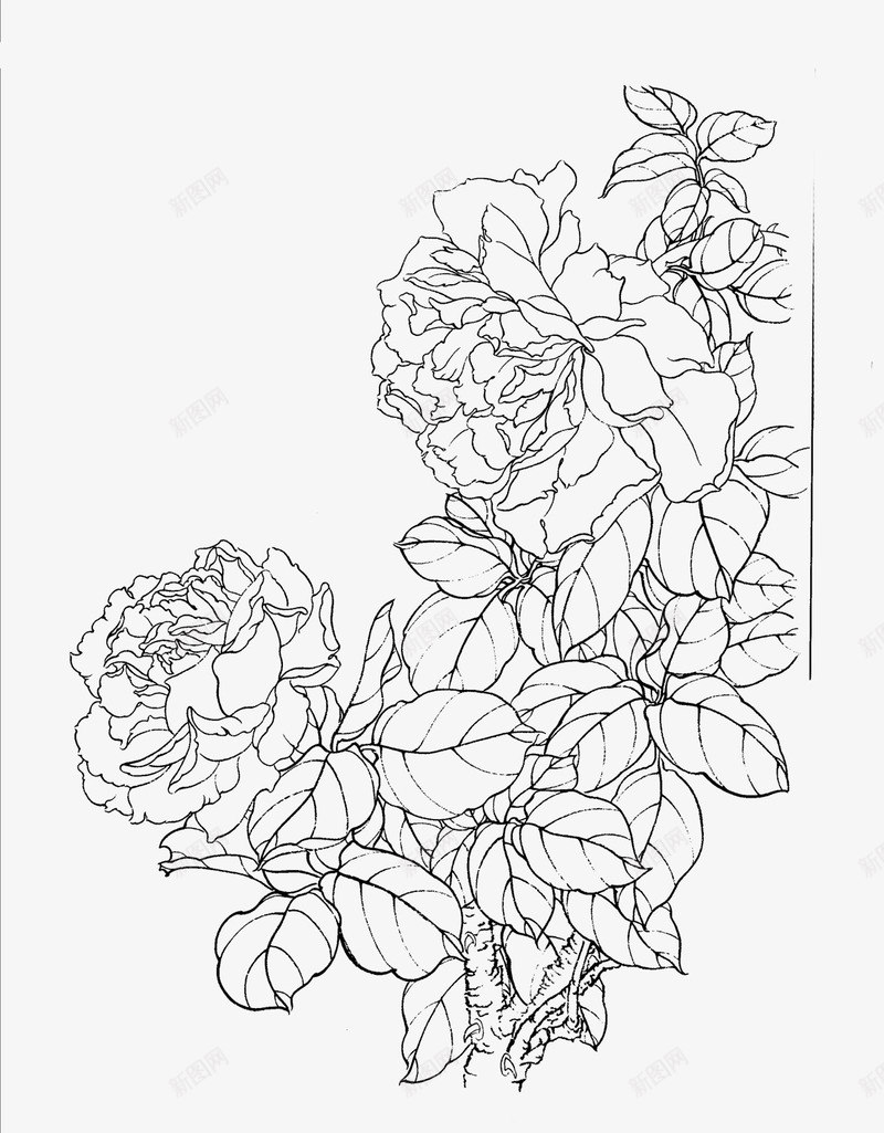 花卉线稿png免抠素材_新图网 https://ixintu.com 中国风 单线稿 工笔画 手绘 植物 牡丹花 素材 线稿