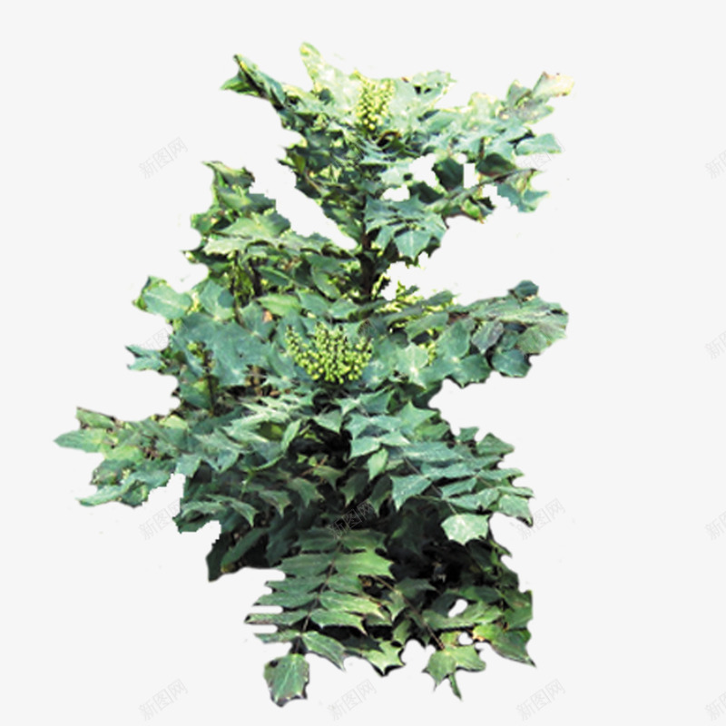 绿色植物png免抠素材_新图网 https://ixintu.com 室内盆景 摄影 植物 盆栽植物