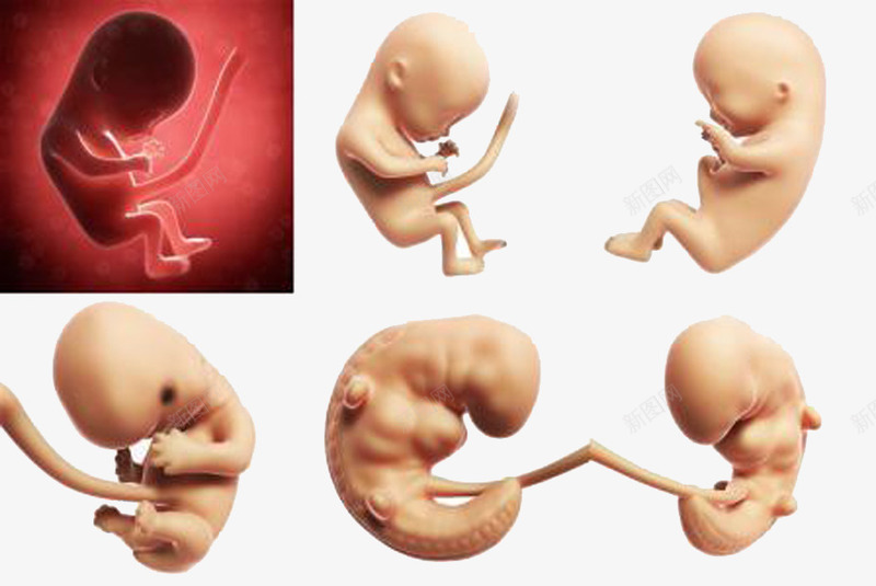 胎儿能分辨出味道png免抠素材_新图网 https://ixintu.com 偏爱 婴儿 对甜味 有一种天生的 未出生的