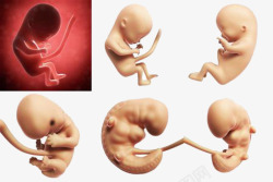 未出生的胎儿能分辨出味道高清图片