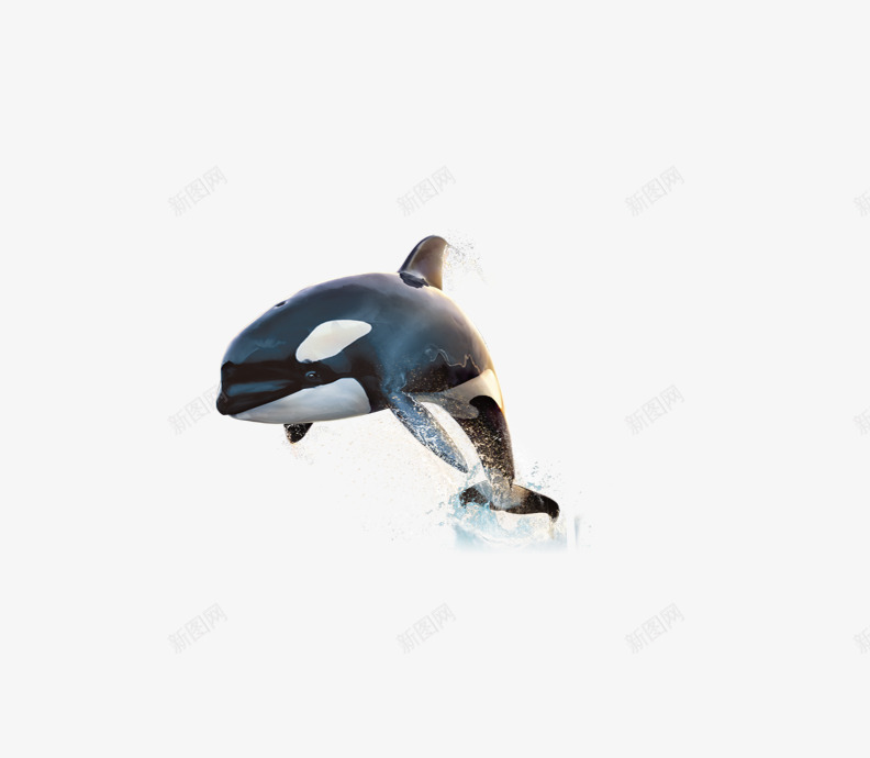 鲸鱼png免抠素材_新图网 https://ixintu.com 跳起来的鲸鱼水花 鲸鱼插图