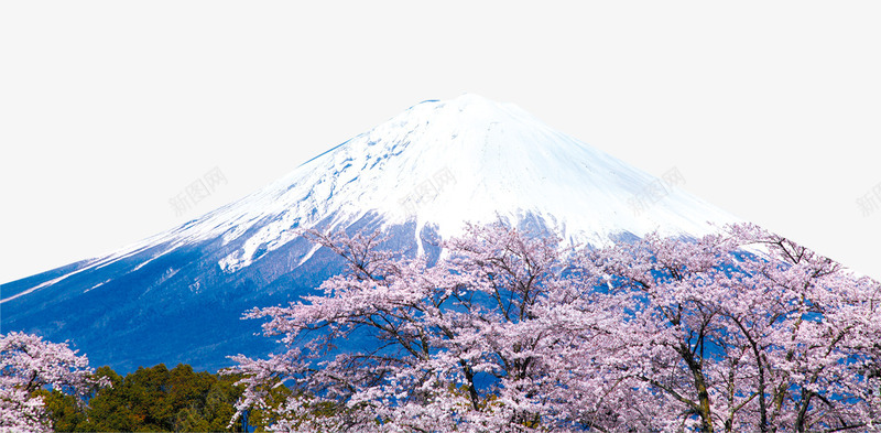 日本富士雪山png免抠素材_新图网 https://ixintu.com 富士 日本 日本文化 樱花 雪山