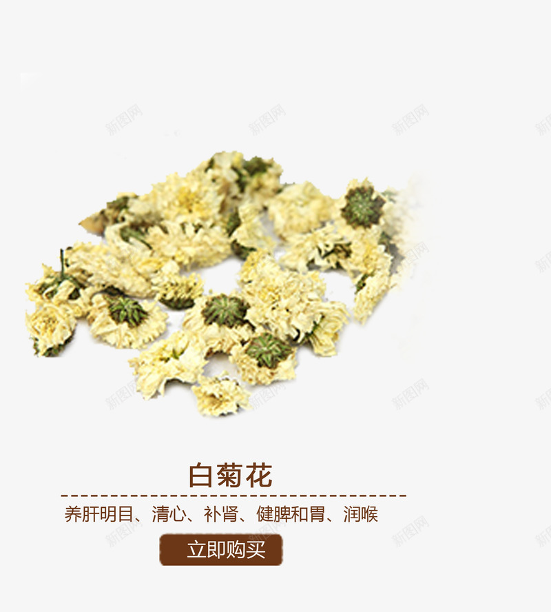 白菊花png免抠素材_新图网 https://ixintu.com 中医 中医保健 中药材 草药