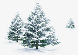 落雪的松枝冬季松树高清图片