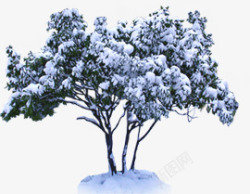 冬季雪景植物风景大树素材