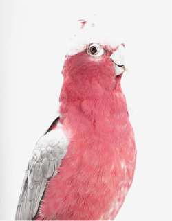 粉色鹦鹉素材