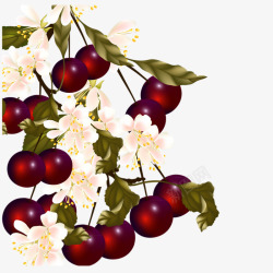 植物花卉水果葡萄素材