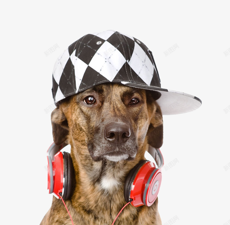 带着耳机的狗png免抠素材_新图网 https://ixintu.com 可爱 带着帽子的狗 帽子 红色耳机