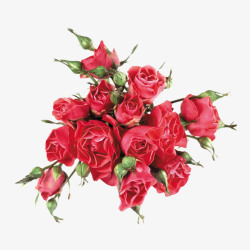 爱情婚姻手绘水彩玫瑰捧花高清图片