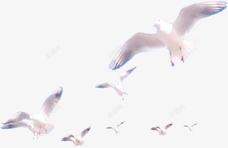 喜欢在海边飞翔的海鸥png免抠素材_新图网 https://ixintu.com 喜欢 海边 海鸥 飞翔