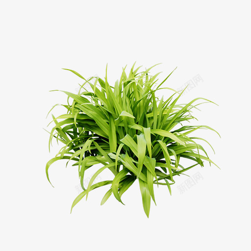 一堆绿草png免抠素材_新图网 https://ixintu.com 植物 清新 绿草