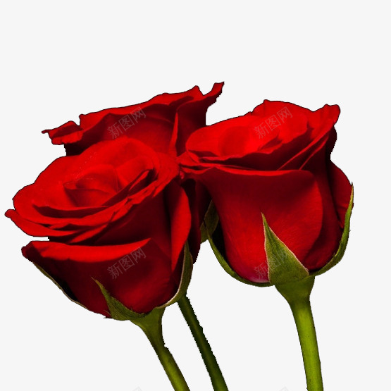 代表爱情的花朵png免抠素材_新图网 https://ixintu.com 三朵 婚姻登记 激情燃烧的岁月 火热 爱情 玫瑰 红色 纯洁 绿色