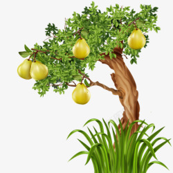 黄金梨手绘梨树高清图片