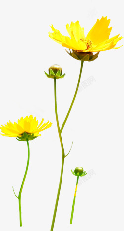 黄色菊花花朵花枝素材