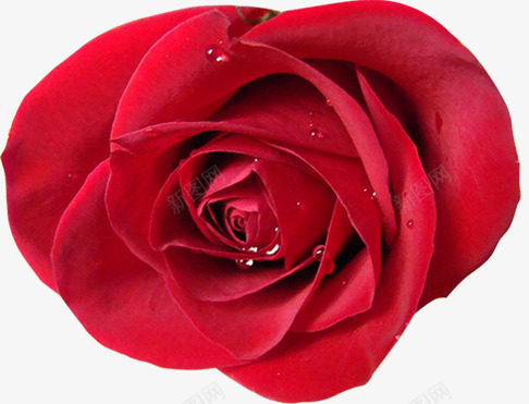 一朵玫瑰花png免抠素材_新图网 https://ixintu.com 含水珠的玫瑰花 盛开的玫瑰 红玫瑰 鲜艳的花瓣