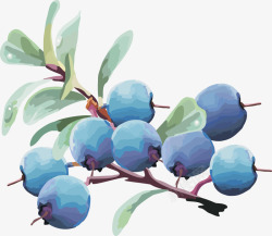 水果灯笼果蓝莓蓝莓矢量图素材