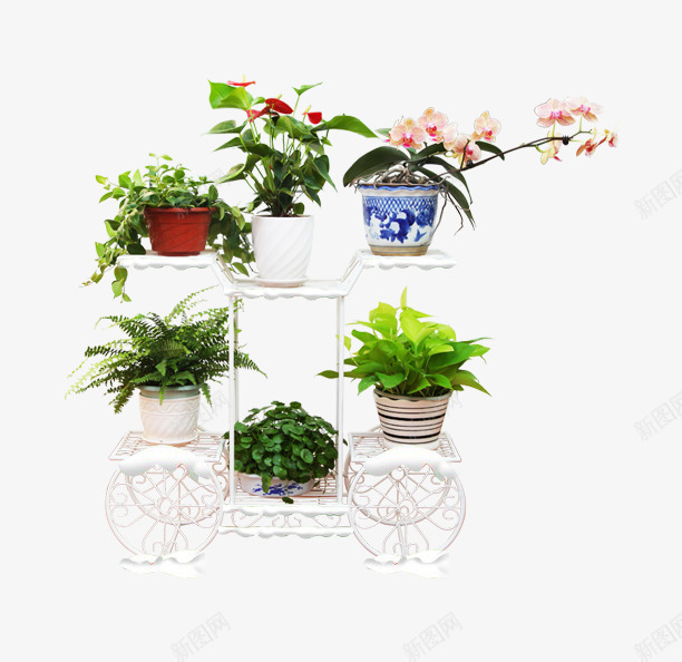 盆栽png免抠素材_新图网 https://ixintu.com 植物 盆景 盆栽 花架