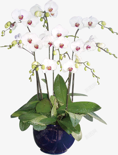 盆栽png免抠素材_新图网 https://ixintu.com 唯美植物 植物 白色的花 盆栽 花瓶