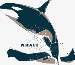 海洋白鲸跳起来的白鲸高清图片