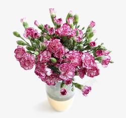 用盆栽的花康乃馨盆景鲜花高清图片