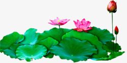 绿色荷叶粉色花朵素材