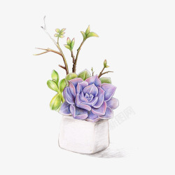 白色盆子手绘紫色多肉盆栽高清图片