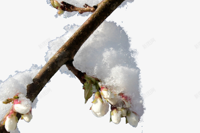 雪压梅枝png免抠素材_新图网 https://ixintu.com 冬季素材 树枝 梅花 植物 积雪