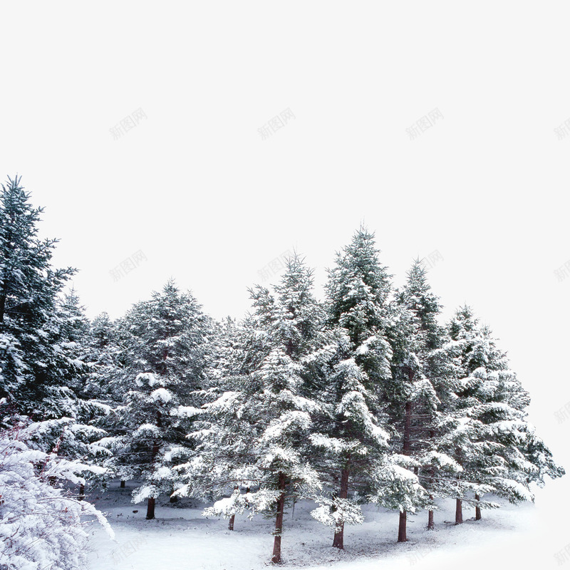 雪花覆盖的树林png免抠素材_新图网 https://ixintu.com 树林 森林 雪花覆盖 雪花覆盖的树林