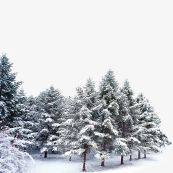 雪花覆盖的树林雪花覆盖的树林高清图片