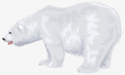 肥硕的雪白北极熊图行天下素材
