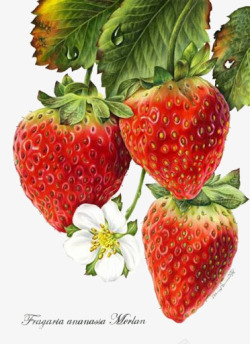 带花草莓手绘超写实草莓带花高清图片