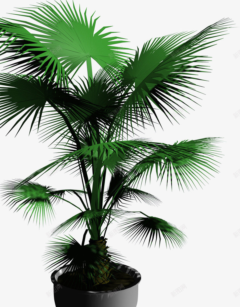 棕榈树盆栽png免抠素材_新图网 https://ixintu.com 南方 植物 绿植 观赏