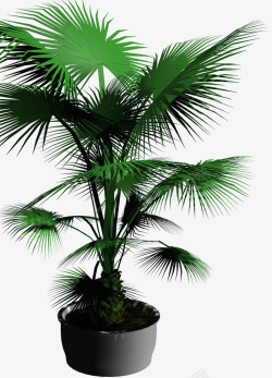 棕榈树盆栽素材