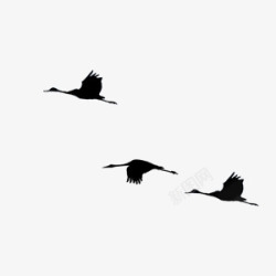 鹤群黑色鹤中国风装饰高清图片