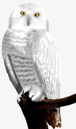 白色的猫头鹰白色猫头鹰高清图片