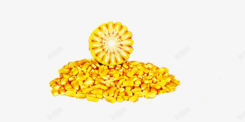 玉米和一堆玉米粒png免抠素材_新图网 https://ixintu.com 玉米 玉米粒 秋收 苞米 黄色