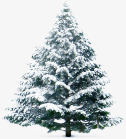 落雪的松树落雪的松树圣诞元旦高清图片