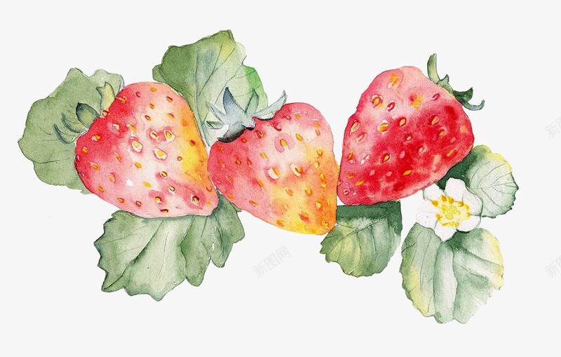 手绘新鲜草莓png免抠素材_新图网 https://ixintu.com 手绘图 水果 红色 绿叶 草莓