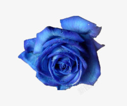 蓝色高贵蓝色玫瑰高清图片