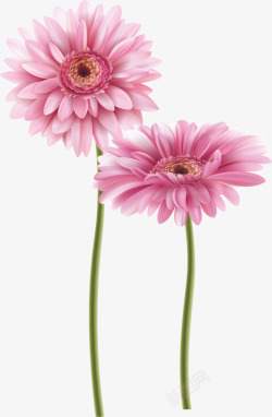 粉色清新的菊花素材