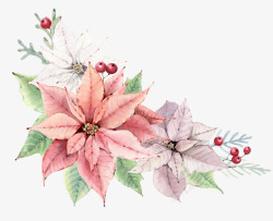 冬青果手绘植物花卉一品红高清图片