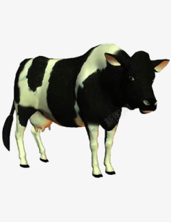 白色牛黑白色奶牛动物牛奶高清图片