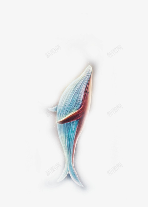 鲸鱼psd免抠素材_新图网 https://ixintu.com 创意设计元素 手绘插图 海洋生物 素描鲸鱼 鲸鱼
