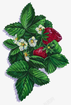丰收草莓树叶子梗手绘草莓树高清图片