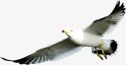 爱情海净水器在爱情海自由飞翔的海鸥高清图片