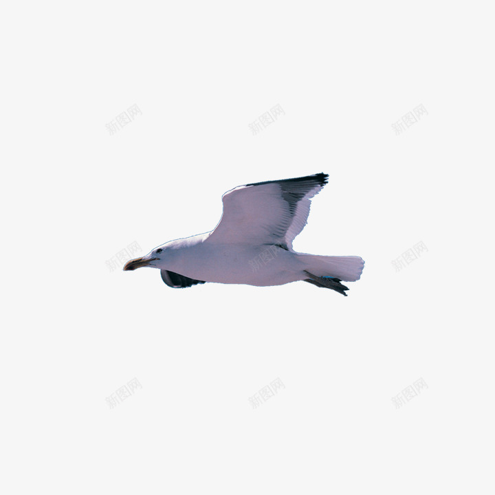 白色飞翔的鸟png免抠素材_新图网 https://ixintu.com 丛林 动物 动物园 插图 羽毛 翅膀 自然 野生动物 鸟 鸟类