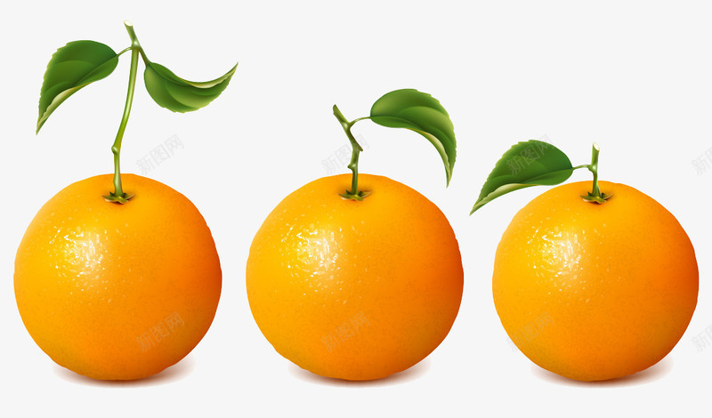 3个脐橙矢量图ai免抠素材_新图网 https://ixintu.com 产品实物 水果 绿色食品 脐橙 矢量图