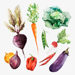 彩绘包菜蔬菜高清图片