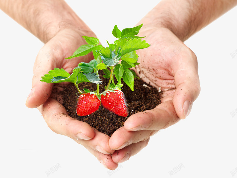 手捧土壤和嫩芽草莓png免抠素材_新图网 https://ixintu.com 嫩芽 手捧土壤 草莓